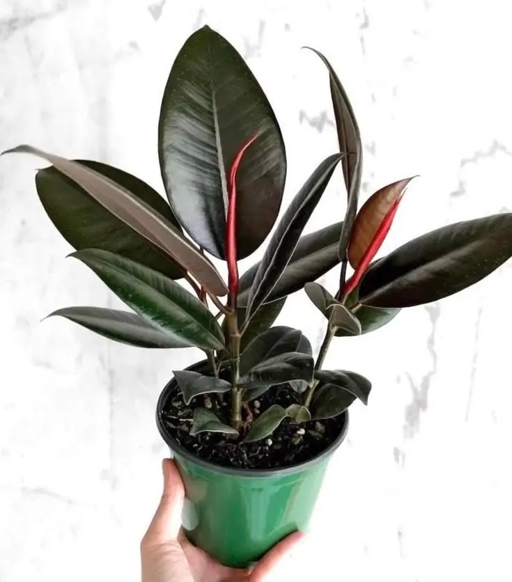 Rubber Plant Live, Ficus Elastica Indoor Houseplant, Easy Care Tropical Plant for Home Office Decor