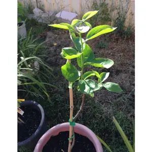 Fuyugaki Persimmon- 2-3 feet tall