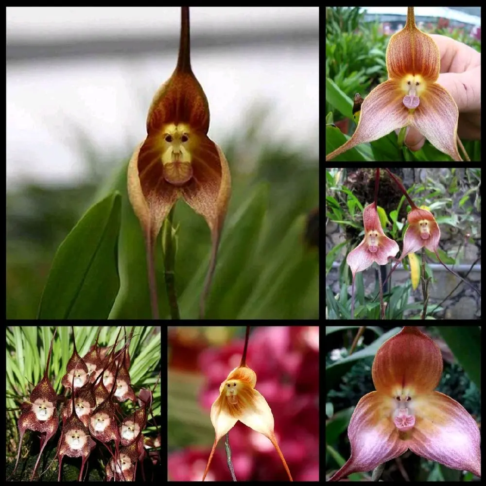 25 Spectacular Rare Exotic Monkey Face Orchid Seeds