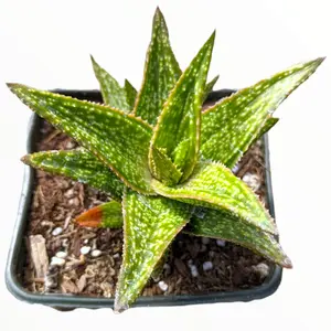 Gasteraloe 'Green Gold'