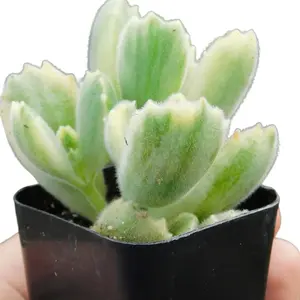 Variegated Bears Paw | Live Succulent Plant | Starter Houseplant