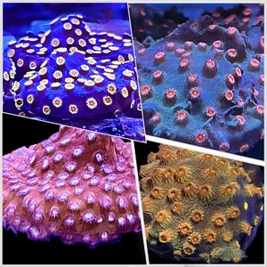 Aquarium Coral-Inspired Decor Set of 4– Reef Tank Display | Choose Your Own Eco Pieces | coralSLover
