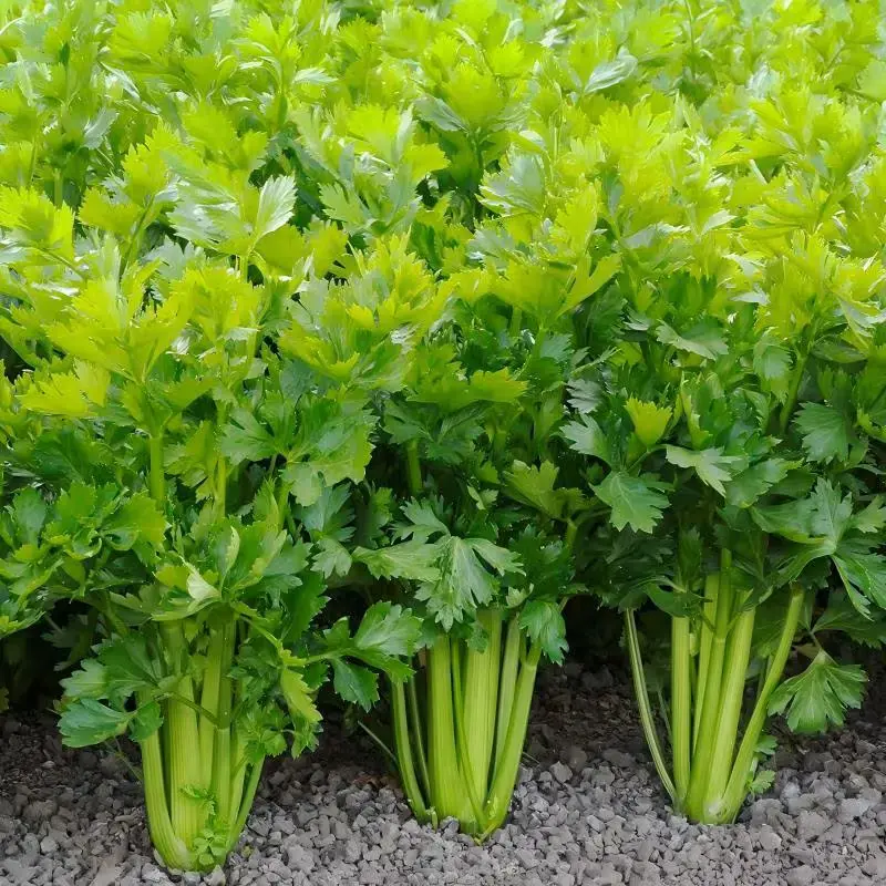 Sow the right seeds -1000 celery seeds for planting - heirloom celery seeds for outdoor garden beds, flower pots, and kitchen herb gardens