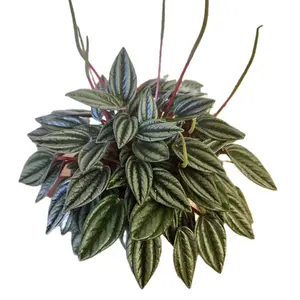 Peperomia Rosso in 6 inch Pot Perfect for Beginner's Easy Care Compact