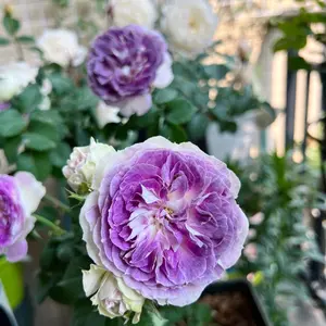 Rose {Blue Moon Stone|ブルームーンストーン} -1.5 Gallon OwnRoot Live Plant | Award-winning| Strong Disease Resistance| Rapid Growth| | Less Thorns| Exquisite| Gift| Flower| Rosa Scent Wedding Colorful Decoration |Bare Root| Rosa| popular|  Exquisite |Trendy| Gift|