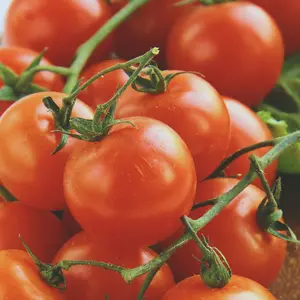 Heirloom Large Cherry Red Tomato Seeds - Organic and Regenerative Gardening Seeds