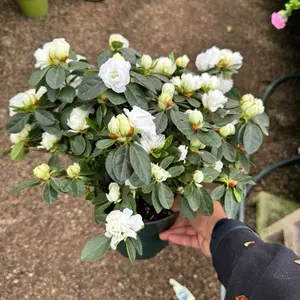 Azalea Bush 6 inch pot Partail shade plant