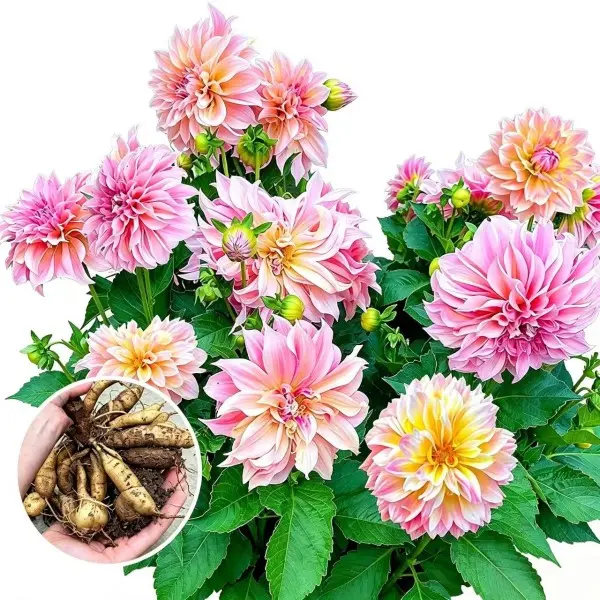 Mixed Color Dahlia Tubers – 2 Assorted Large Blooming Flower Bulbs for Pots & Outdoor Garden (No Pot)