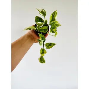 Pothos Lizard Queen - Mutant Pothos - New Epipremnum Sport - 3” Pot