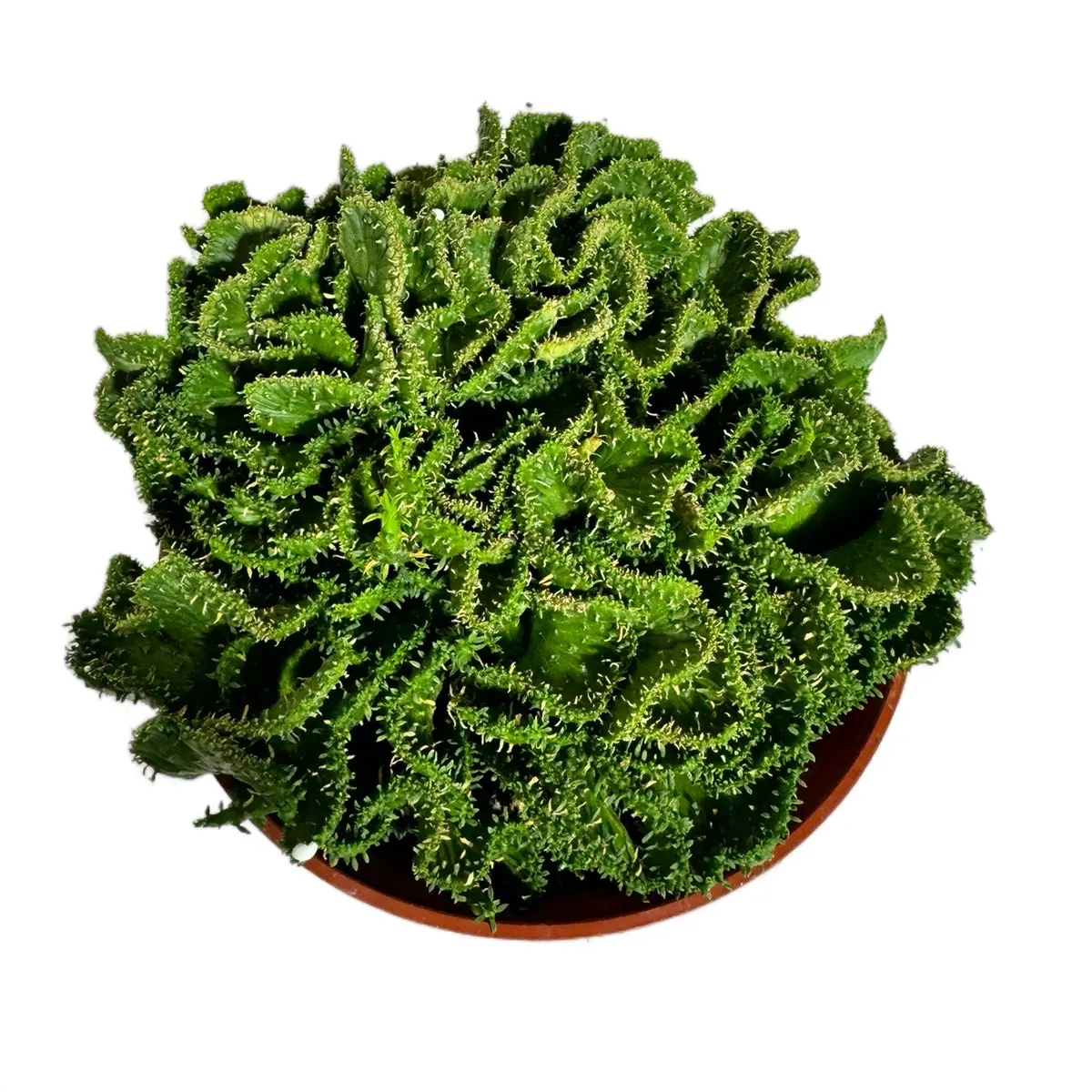 succulents variety Echeveria Variety Pack 2 Inch / 16 Pack main image 0