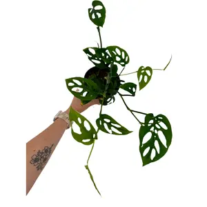 4.5" Monstera Esqueleto 4.5" Monstera Esqueleto