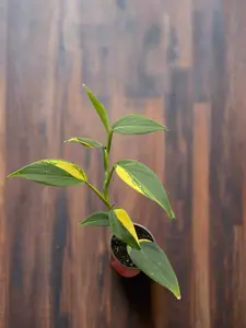 Scindapsus 'Coriaceus'