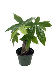 Thick Stump Money Tree Plant - Pachira aquatica - 4" Pot