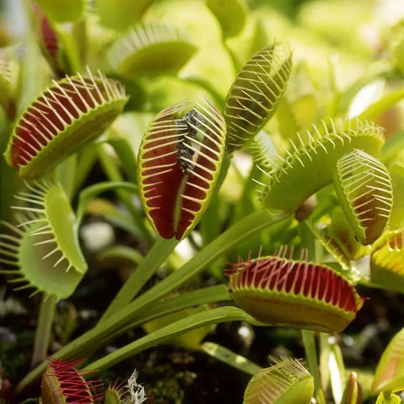 Carnivorous Plant Seeds for Indoors: 100 Pcs Flycatcher and Pitcher Starter  Set | Low Maintenance, All Seasons - TikTok Shop