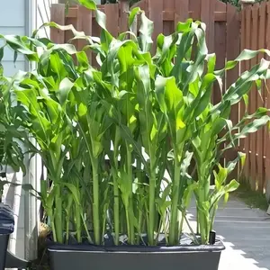 10+ Heirloom White Sweet Waxy Corn Seeds - Non-gmo Garden Seeds, Perfect for Gifting