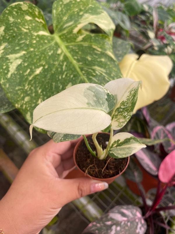 Monstera Thai Constellation : Indoor Plants - Easy Care Houseplant - Starter Plant ,Live Indoor, Easy to Grow - Beginner Plant