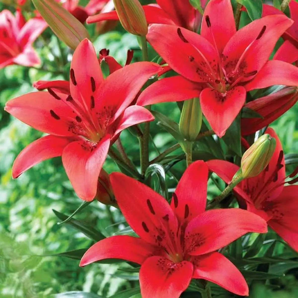 2PC   Fragrant Lily Bulbs｜Plant once, bloom every year
