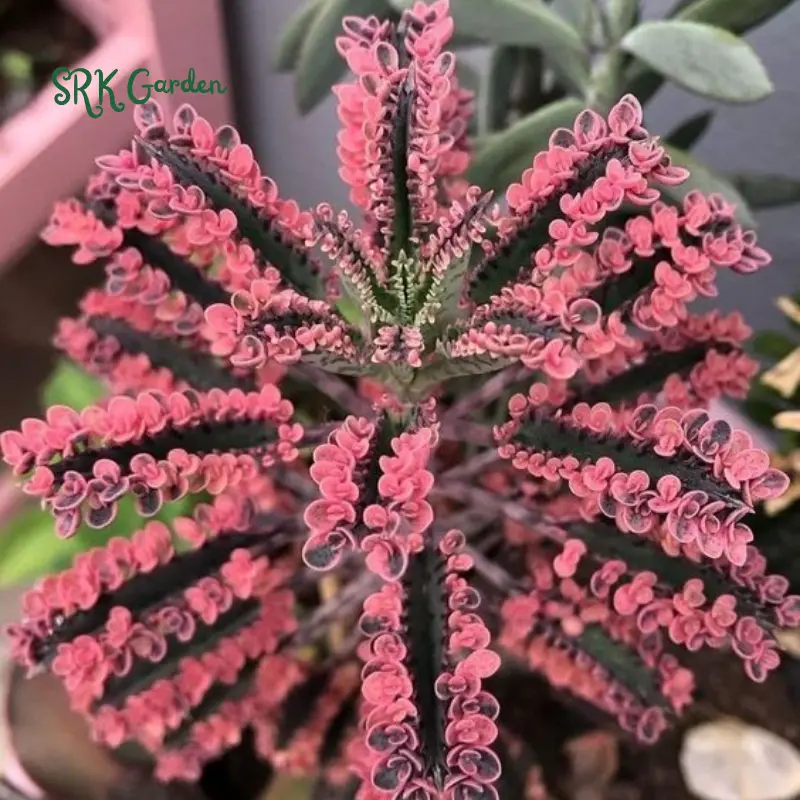 Kalanchoe Pink Butterfly | Rare Succulent in 2", 4" pot