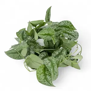 Pothos Silver Splash, 6inch Pot