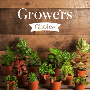 Grower's Choice Mystery Plant 4" Nursery Pot