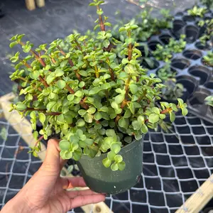 Portulacaria afra 'Elephant Bush' 6” Pot C Easy Succulent Beginner Friendly Low Maintenance Indoor Plant Variegated Jade Crassula l