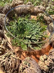 Rose of Jericho Rose of Jericho