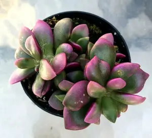 Anacampseros Telephiastrum 'Variegata', 'Sunrise', Comes in a 2.5" pot