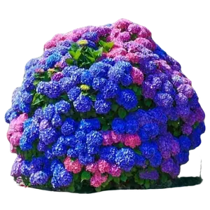 100 Mixed Color Hydrangea Seeds – Blue, Pink & Purple Blooming Flower Seeds for Home Garden Planting, Non-GMO outdoor garden planting