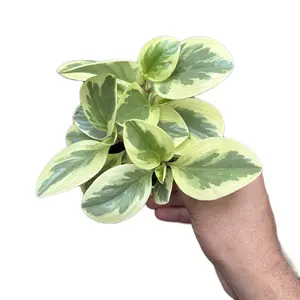 Variegated Peperomia Plant
