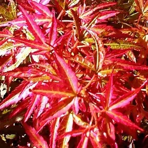 Acer palmatum 'Bonfire' Corallinum Japanese Maple