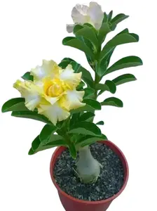 4 Pcs Rare Yellow White Desert Rose Seeds - Rose Seeds from Plant, Perennial Flower Seed Pack, Premium Rose Seedling for Gardening, Exotic Indoor Outdoor Bloom, Plant Seeds for Full Sun, Rare Bonsai Delight, Limited Stock