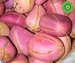 Inshe Miami Obi Abata Cola Acuminata Kolanuts Fresh Nigeria Kola Nut 2-5 Lobes Caffeine Containing Nut from West African Culture Genus Line