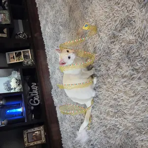 review image 9