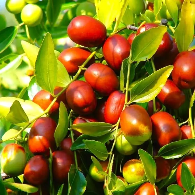 Jujube Tree (Chinese Red Date) Seeds - 5+ Count - for 2025 Planting Ziziphus Jujuba BER Hong Tsao Zao Dates Korean Daechu Traditional Herbal Trees Perennial Grow Your Own Home Farm