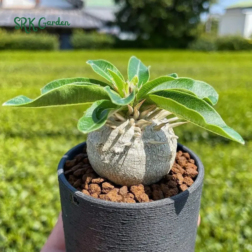 Brevicaule, Rare Succulent, Caudex Plant in 3" pot
