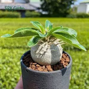 Brevicaule, Rare Succulent, Caudex Plant in 3" pot