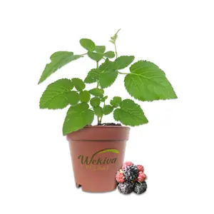 Mysore Raspberry Bush - Live Starter Plants - Rubus Niveus - Edible Fruit Tree for The Garden and Patio