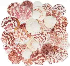 30 PCS+ Scallop Shells Natural Seashell,1.5"-2.5" Natural Scallop Shells Small Seashells for Crafts Wedding Decor Beach Theme Party, Fish Tank and Vase Filler