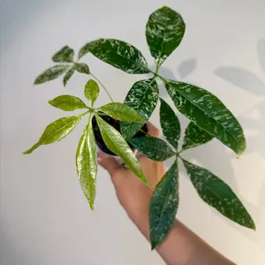 Money Tree Var