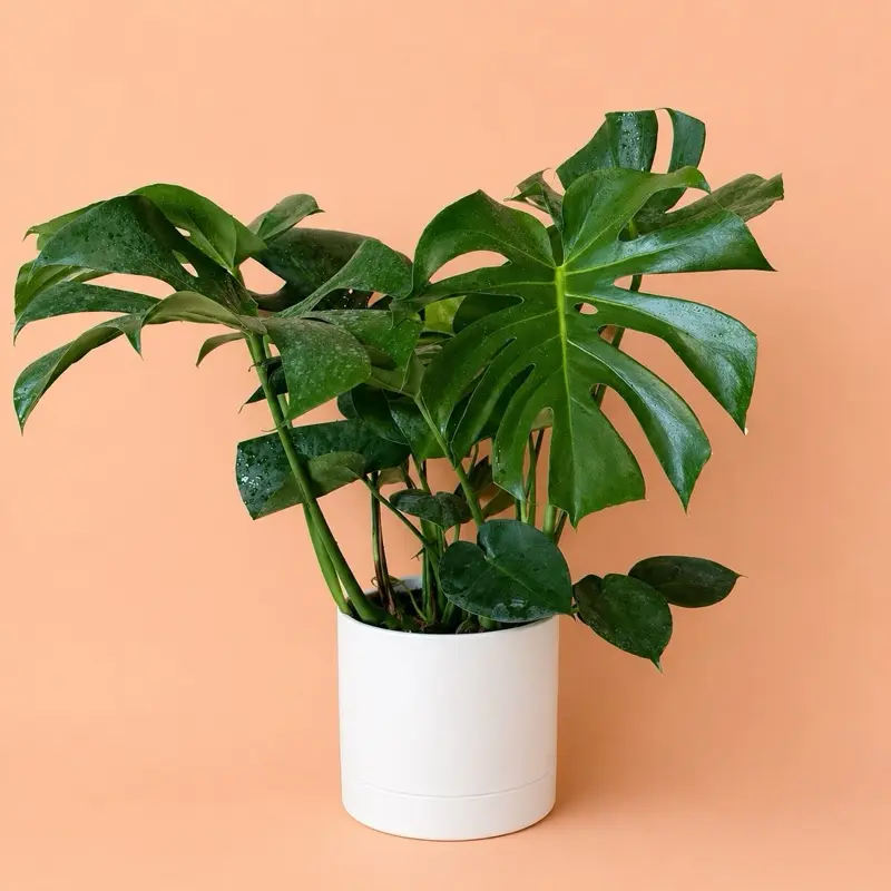 Xl Monstera Deliciosa 8" Pot Floor Plant Live Tropical House Plant Unique Leaves Indoor Home Decoration Beginner Bright Indirect Light Weekly Watering