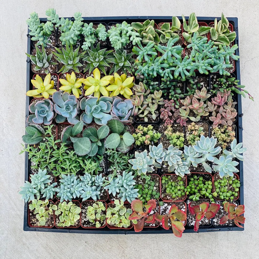 64 Succulents - Bulk Succulents Favors