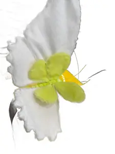 Butterfly,D19.5In AC10530WHLG