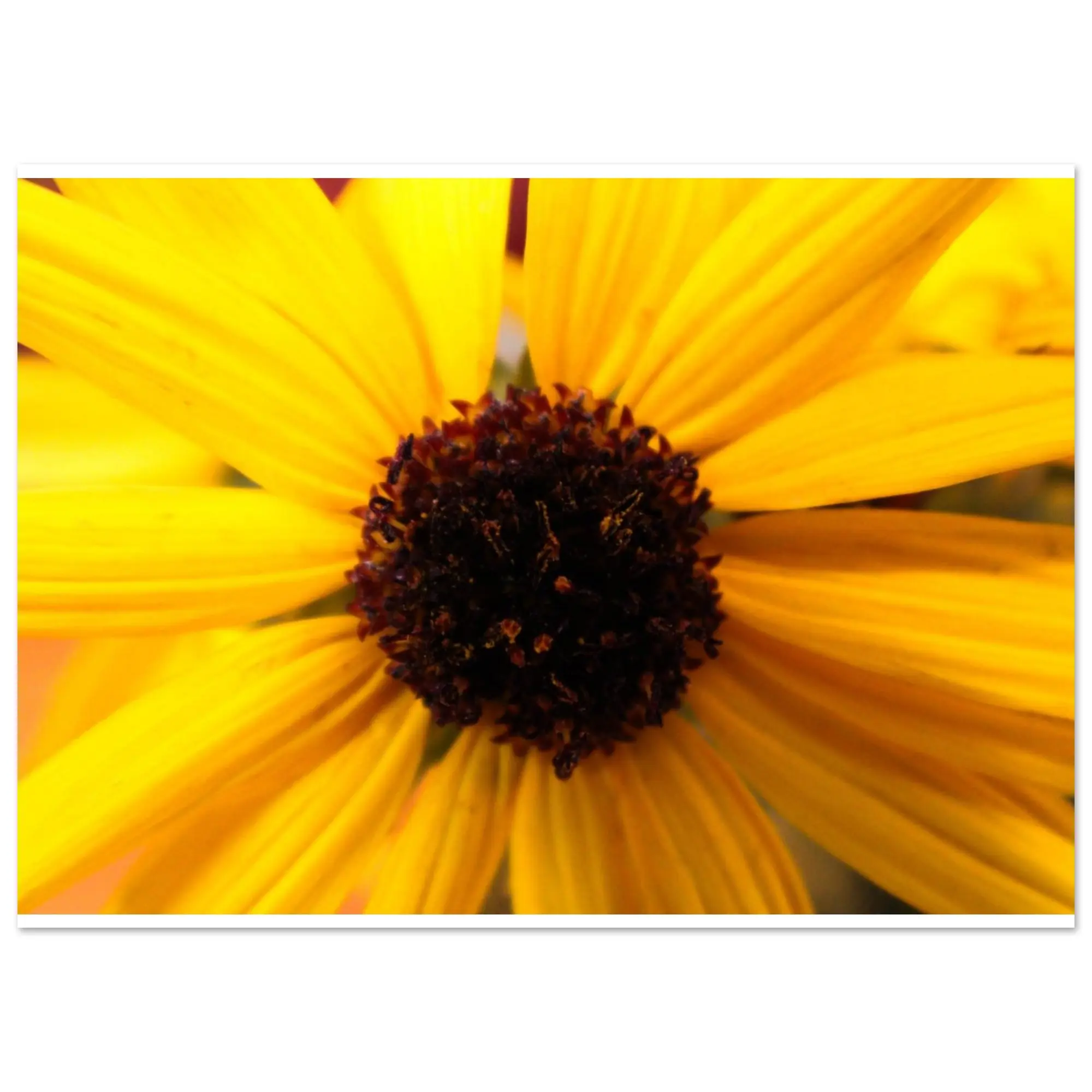 Sunflower middle Poster