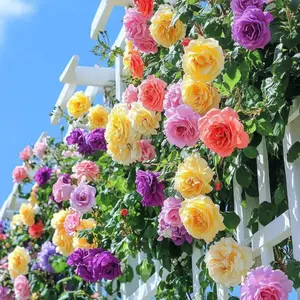 The freely climbing hydrangea suitable for garden planting, the fragrant and cold-resistant rose plant seeds for outdoor cultivation, with a wide variety of random colors
