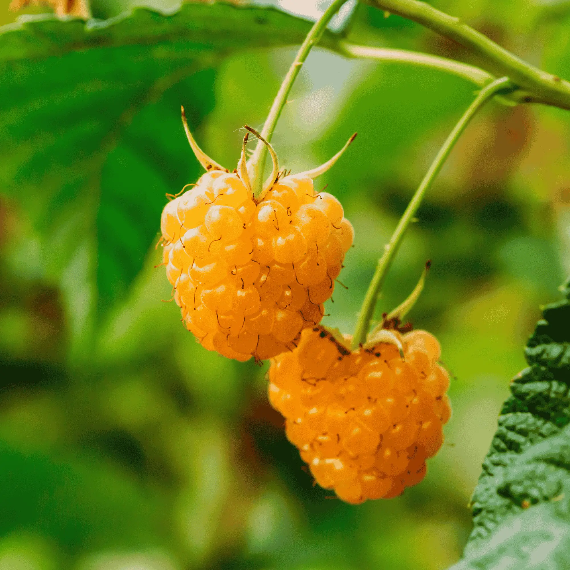 Anne Raspberry Plant | Golden Everbearing Bare Root Cane | Extra Sweet Yellow Berries, High Yield, Hardy & Disease Resistant (Zones 4–7)