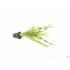 Vallisneria Asiatica Biwaensis Vallisneria Asiatica Biwaensis