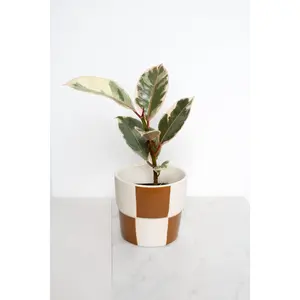 Checkerboard Pot for Home Garden and Plant Display