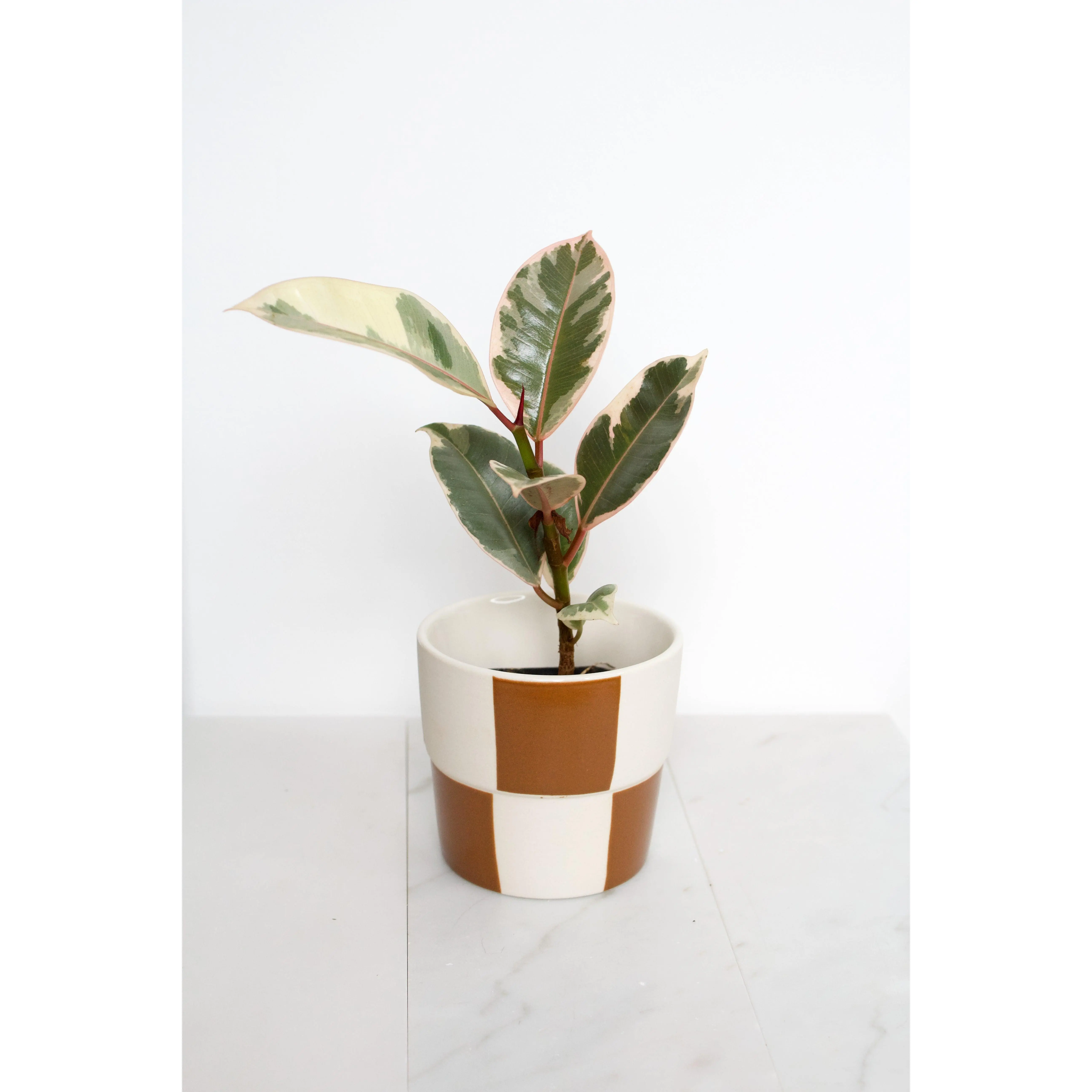 Checkerboard Pot for Home Garden and Plant Display