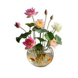 Bowl lily seeds, water lily, water lotus, four seasons planting, hydroponic plants, soilless hydroponics, potted flowers, courtyard garden