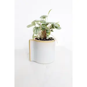 Krayt Pot Small - White Ceramic Pot with Green Plant, Simple Design, Ideal for Indoor Gardening